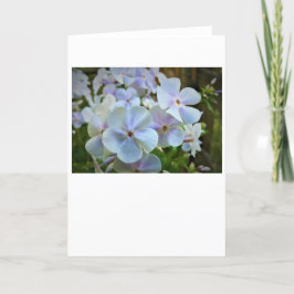 Phlox, Karte