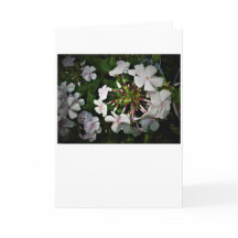 Phlox, Karte
