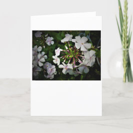Phlox, Karte