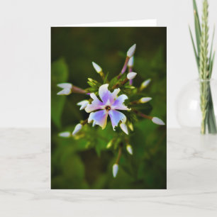 Phlox, Karte