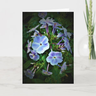Phlox, Karte