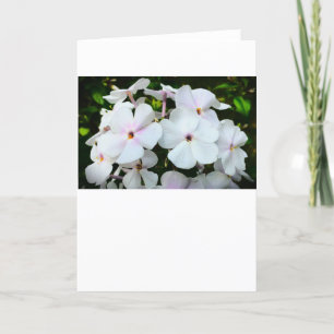 Phlox, Karte