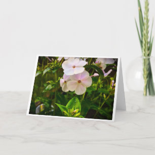 Phlox, Karte
