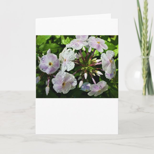Phlox, Karte (Vorderseite)