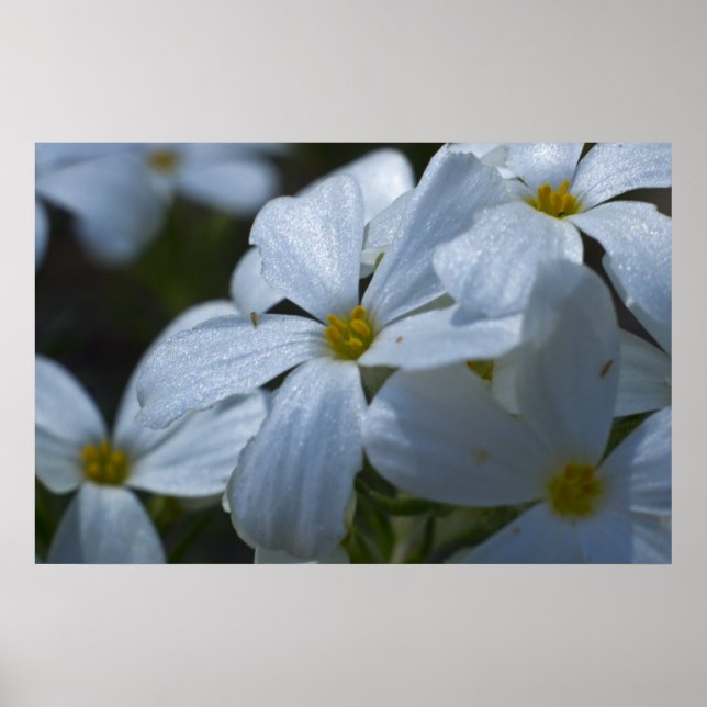 Phlox-Nah-up Poster (Vorne)