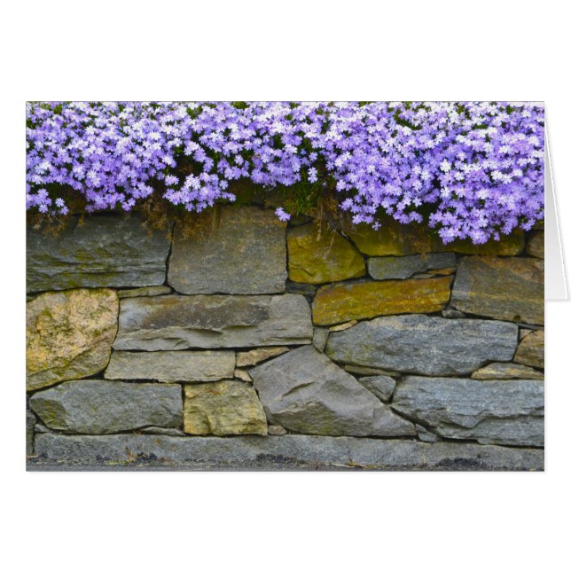 Phlox Notecard (Vorderseite (Horizontal))
