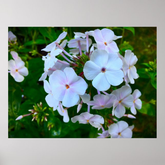 Phlox, Poster (Vorne)