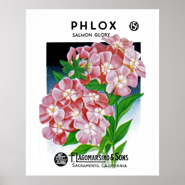 Phlox Poster (Vorne)