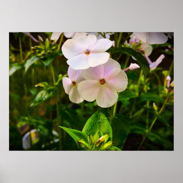 Phlox, Poster (Vorne)