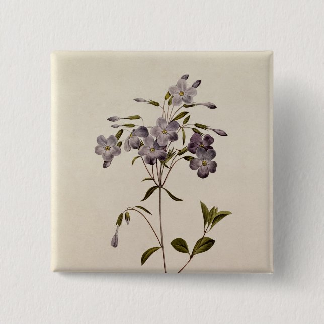 Phlox reptans button (Vorderseite)