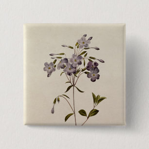 Phlox reptans button