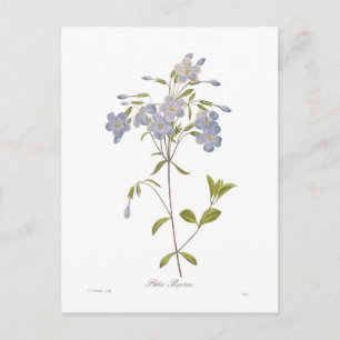 Phlox Reptans Postkarte