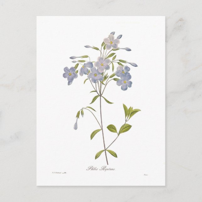 Phlox reptans postkarte (Vorderseite)
