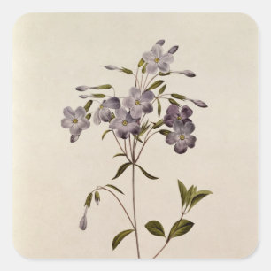 Phlox Reptans Quadratischer Aufkleber