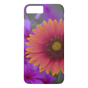 Phlox und Indian Blanket bei Devine Texas title_seo2