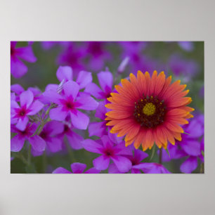 Phlox und Indian Blanket bei Devine Texas Poster