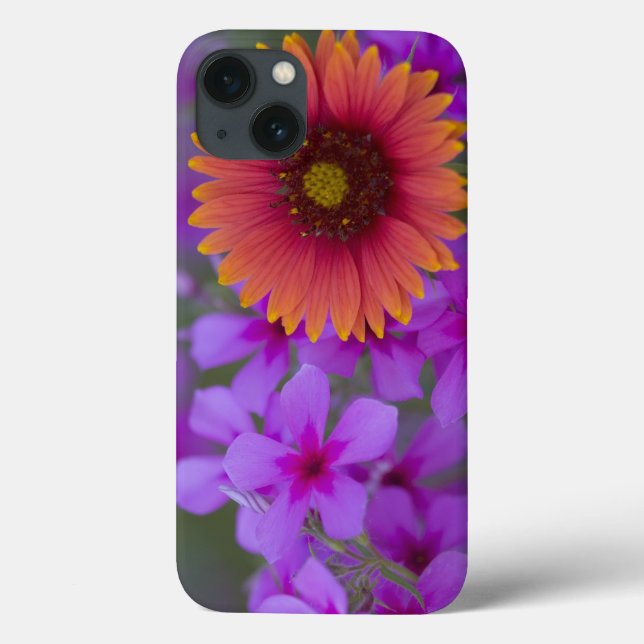Phlox und Indianerblanket bei Devine Texas Case-Mate iPhone Hülle (Rückseite)
