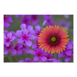 Phlox und Indianerblanket bei Devine Texas Fotodruck