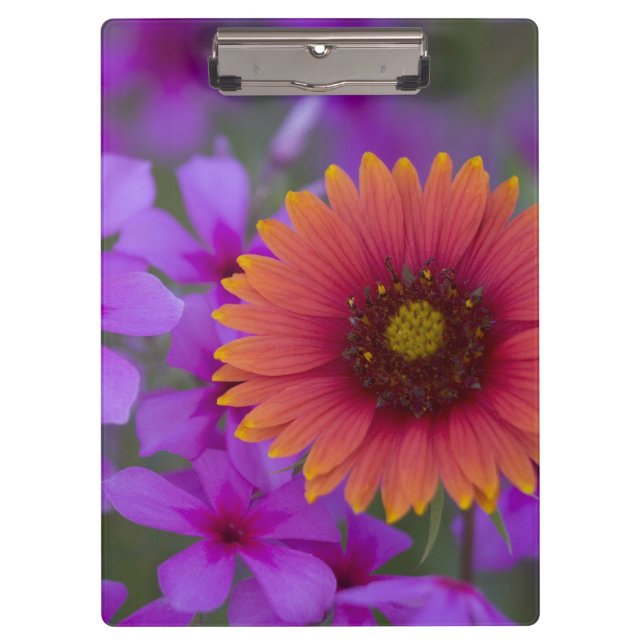 Phlox und Indianerblanket bei Devine Texas Klemmbrett (Vorderseite)
