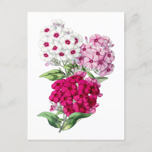 Phlox Vintage Botanische Postkarte