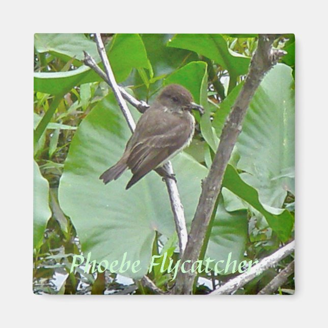 Phoebe Flycatcher Magnet (Vorne)