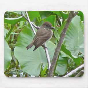 Phoebe Flycatcher Mousepad