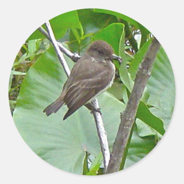 Phoebe Flycatcher-Sticker Runder Aufkleber (Vorderseite)