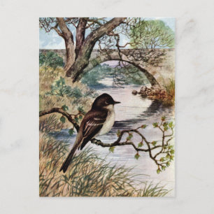 Phoebe und Stone Bridge über Bach Postkarte