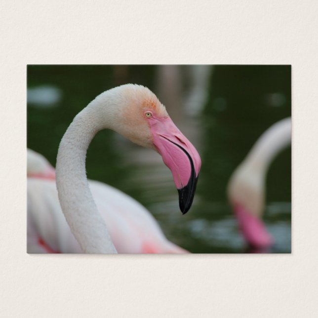 Phoenicopterus roseus (Devant)