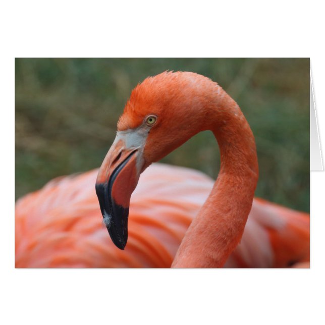 Phoenicopterus ruber (Vorderseite (Horizontal))