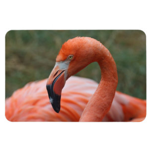 Phoenicopterus ruber magnet