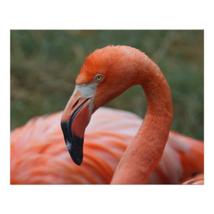 Phoenicopterus ruber poster