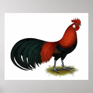 Phoenix: BB Red Rooster Poster