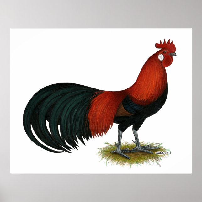 Phoenix: BB Red Rooster Poster (Vorne)