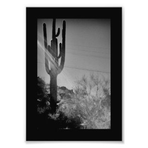 Phoenix Cactus Fotodruck