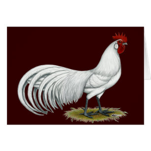 Phoenix : Coq blanc