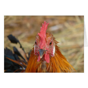 Phoenix met la caméra hors tension