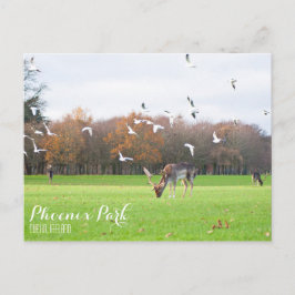 Phoenix Park Postcard Postkarte