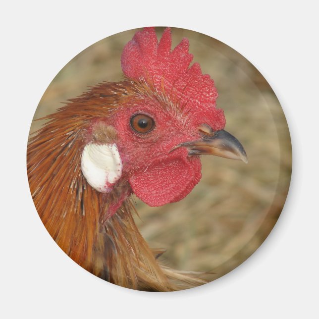 Phoenix Rooster Magnet (Vorne)