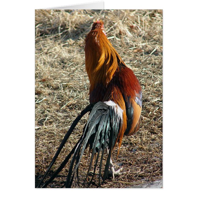 Phoenix Rooster von hinter Jeden Anlaß Blank (Vorne)