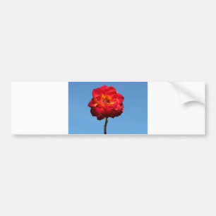 Phoenix-Rose im Sky-Autoaufkleber Autoaufkleber
