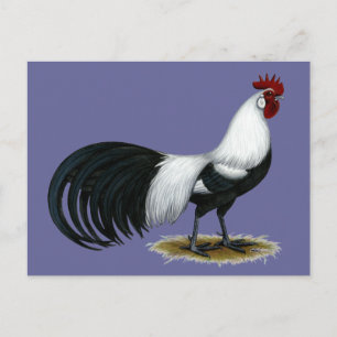 Phoenix: Silver Duckwing Rooster Postkarte