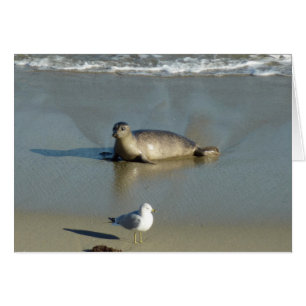 Phoque commun à La Jolla Californie
