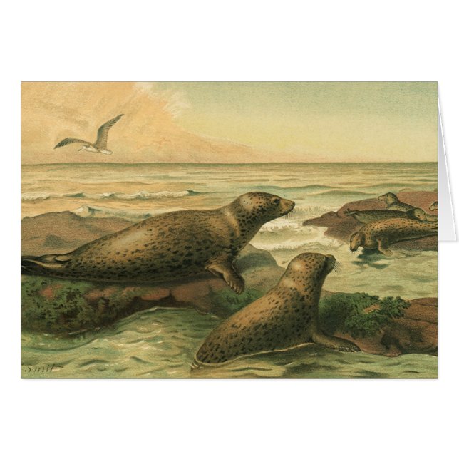 Phoques léopards, Animaux aquatiques vintage Vie m (Devant horizontal)