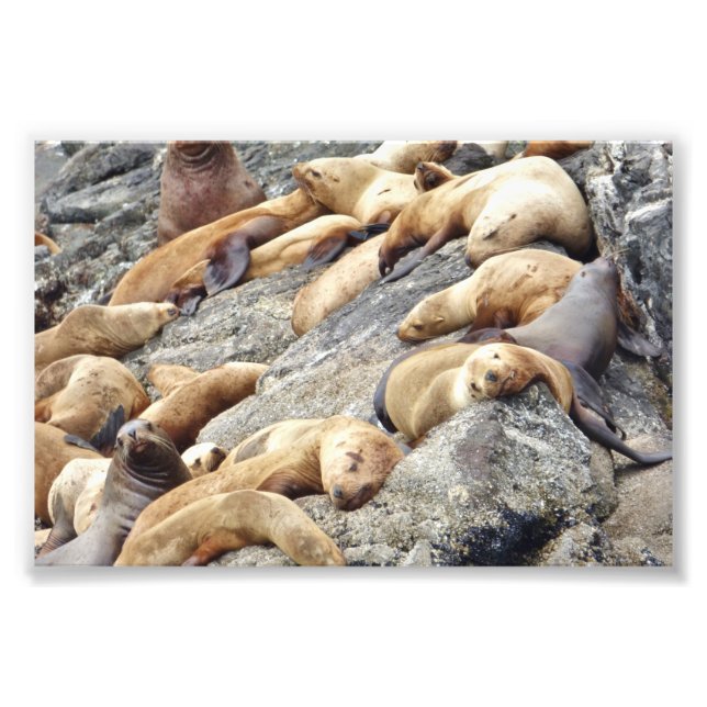 Phoques photo 6x4 (Devant)