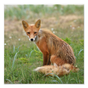 photo 12x12 de renard