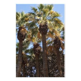 Photo agrandissement Palmiers