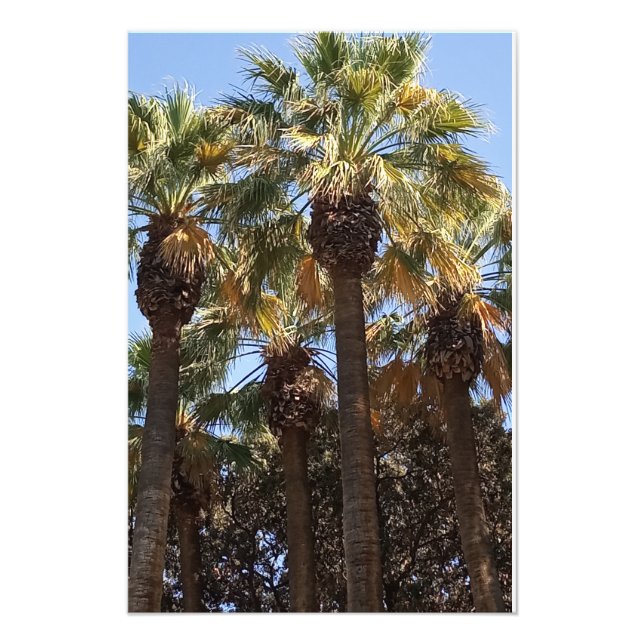 Photo agrandissement Palmiers (Devant)