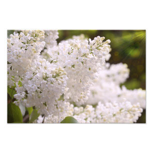 Photo assez blanche de lilas