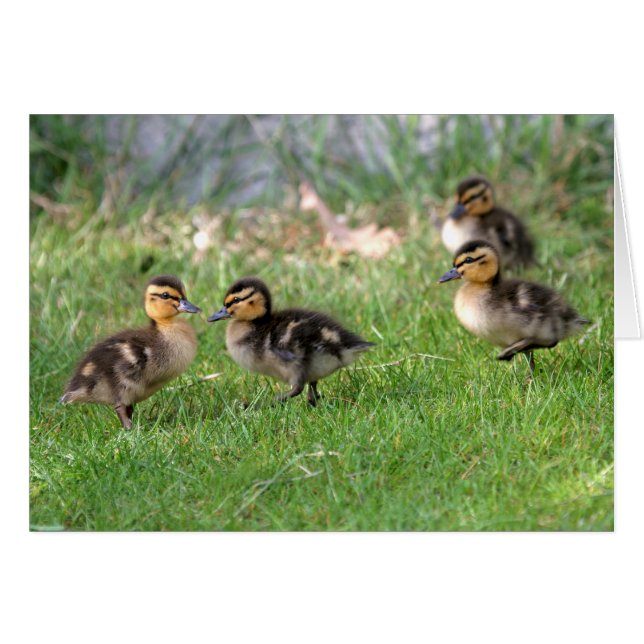 Photo Baby Ducks (Devant horizontal)